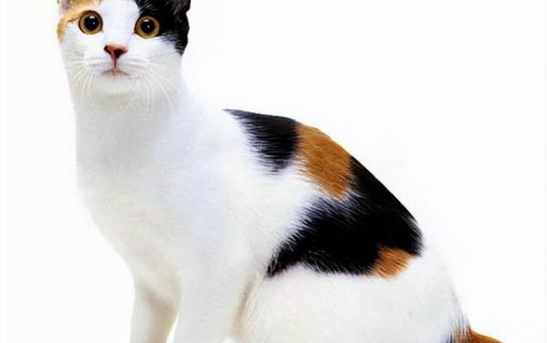 小猫尾巴的作用有哪些