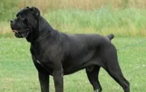 棉花面纱犬哪里有卖