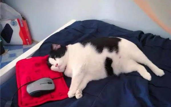 猫咪坐月子期间需要注意什么