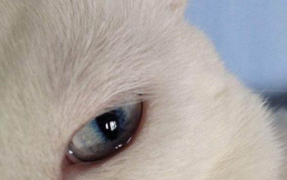 猫咪取什么名字好听