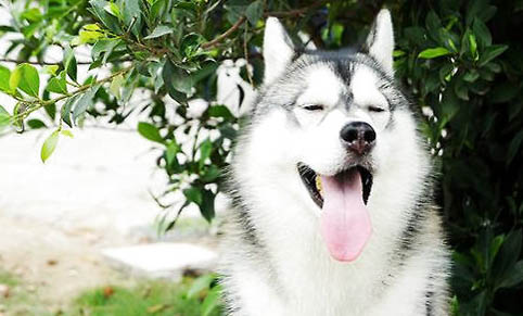 哈士奇犬的习性有哪些