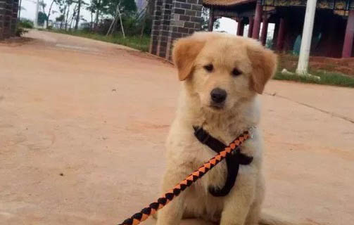 幼犬可以吃桃子吗