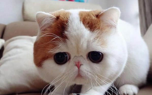 猫可以吃苍蝇吗