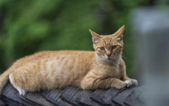 猫咪肠胃不好可以吃什么食物