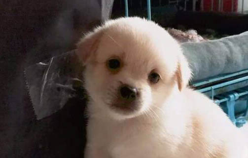 人奶喂狗狗可以吗