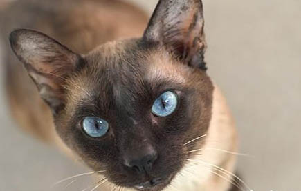 猫咪用爪子摸主人脸可以吗
