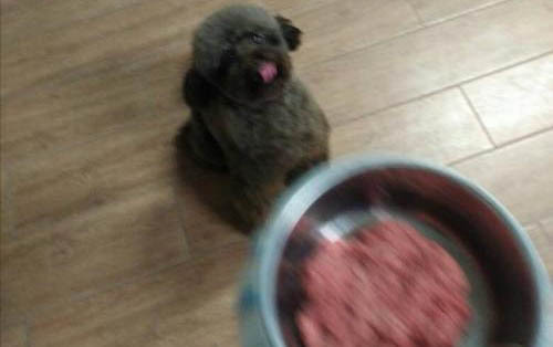 泰迪小体和标体的区别