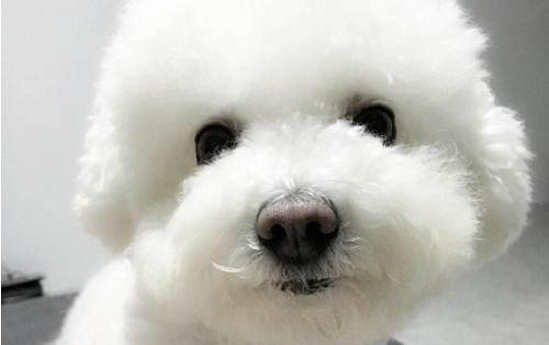 怎么训练狗狗啊?