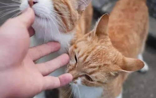 如何将丢失的猫咪引出来