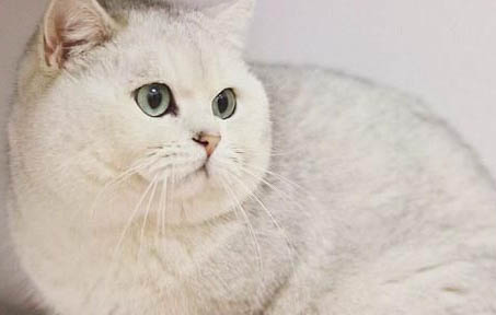 猫的智商相当于人几岁的智商?