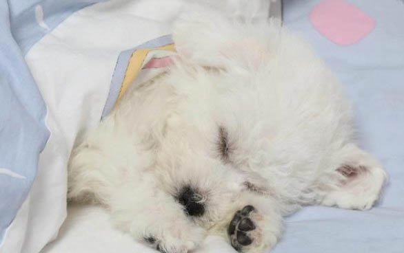 比熊犬狗粮哪个牌子好