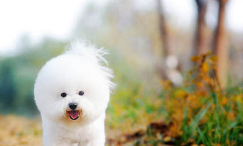 给比熊犬美容时需要遵循哪些原则