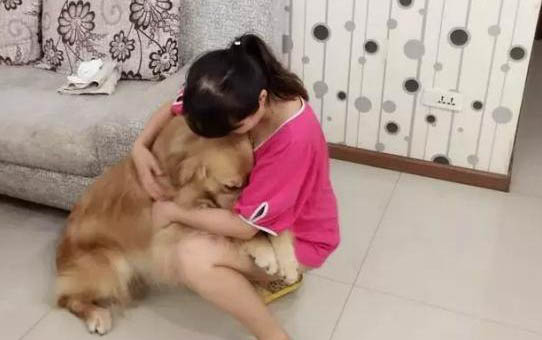金毛狗与拉布拉多哪个好