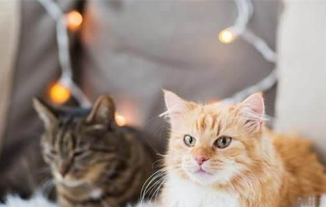 请问猫咪呕吐的原因及处理方法