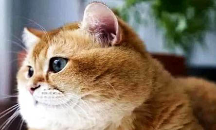 如何让猫知道我生气