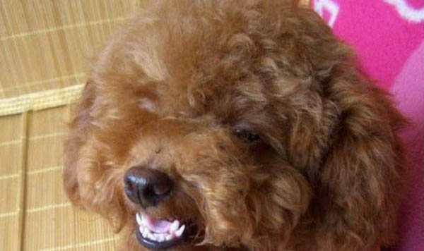 狗狗绝育手术要多少钱