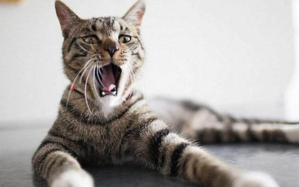 养小猫注意事项有哪些