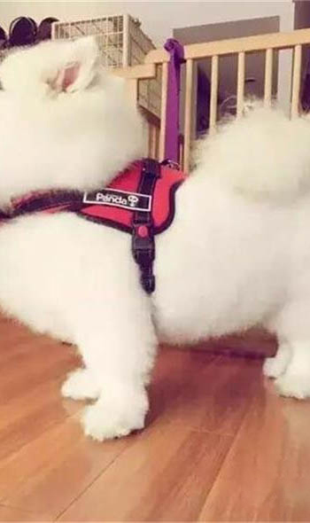 狗狗犬瘟单抗和细小单抗间隔多久打