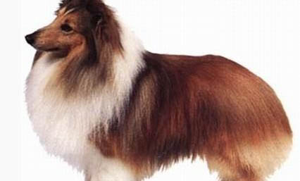 喜乐蒂牧羊犬多少钱一只?偏远小岛宝藏犬种