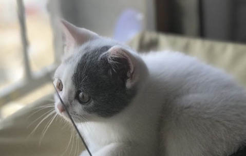 如何挑选幼猫猫粮