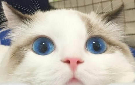 宠物猫可以吃橘子吗