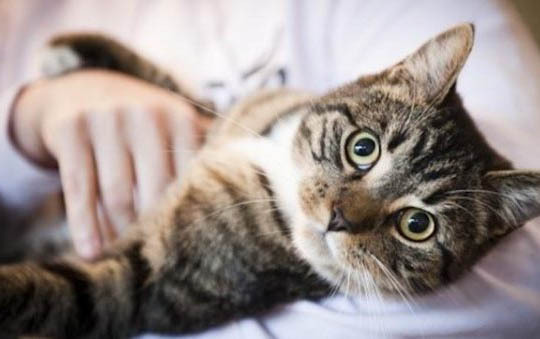 公猫母猫打架的原因及处理方法
