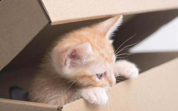 怎样让猫咪不爬窗帘