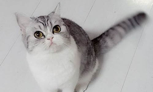 猫杯状病毒多少天能好