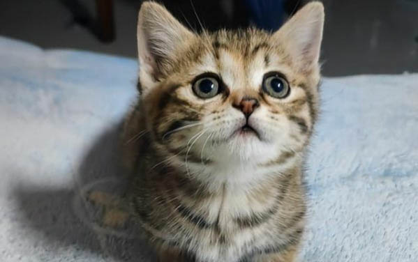 猫便秘怎么马上拉出来