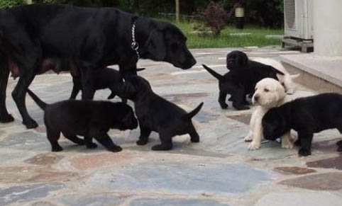 拉布拉多犬多少钱一只