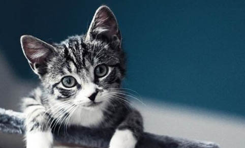 猫咪肚子大怎么判断是不是腹水