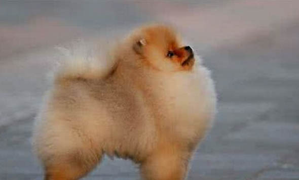 适合家养的小型犬种有哪些
