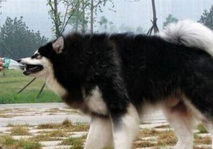 阿拉斯加雪橇犬体外驱虫多久一次