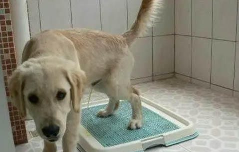 狗狗得狂犬病有哪些症状