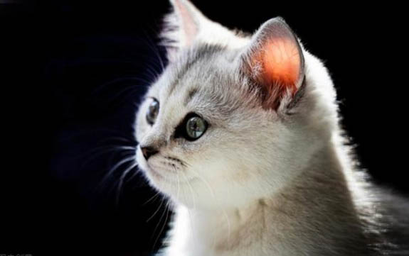 猫咪怀孕有哪些症状啊?