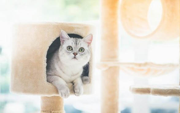 40天的小猫可以养活吗？