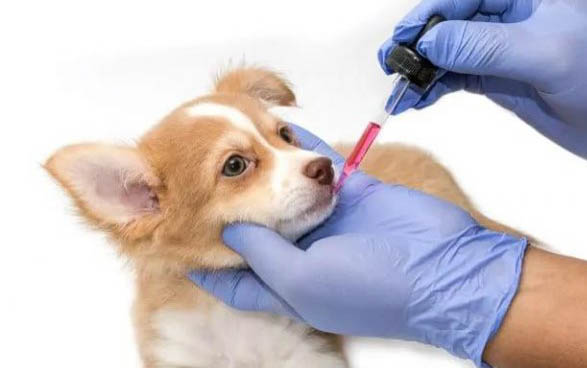 狗狗怀孕几个月生