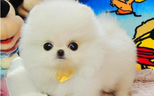 狗狗结膜炎会自愈吗为什么呢