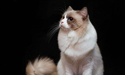 猫可以闻檀香吗