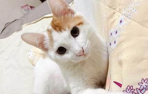 猫咪的食物不能吃哪些