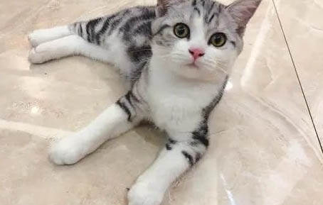 如何改掉猫咪在床上撒尿的习惯