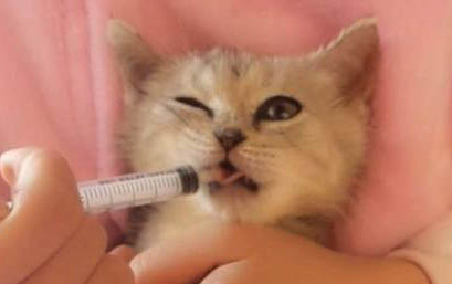 杯状病毒猫咪会携带终身吗
