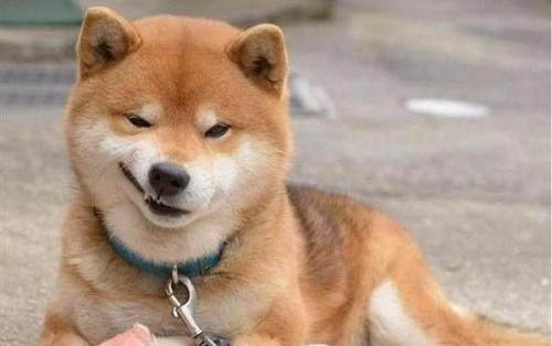 狗狗为什么会有牙龈肿痛