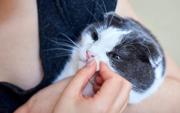 猫癣恢复期有好多皮屑清理不掉