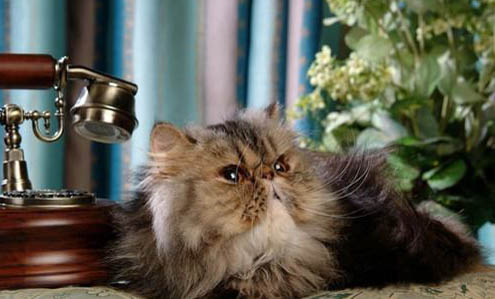 小猫舌头倒刺