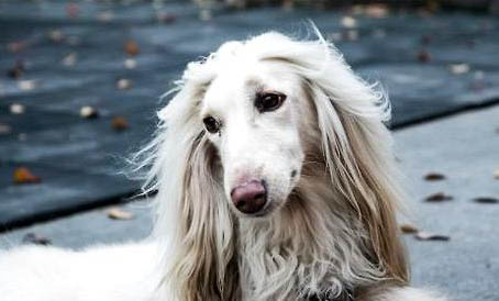 不列塔尼猎犬哪里有卖