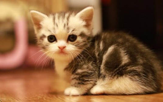 两个月的小猫可以吃罐头吗