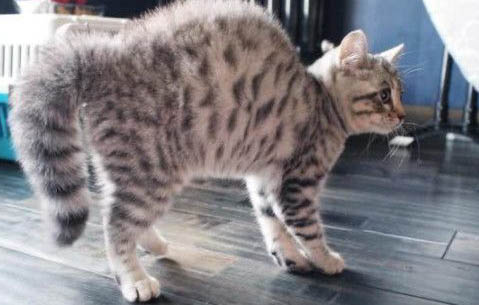 猫咪生病了还会咕噜咕噜吗