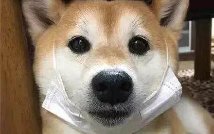 夏天狗狗看起来没精神也不想吃饭怎么回事