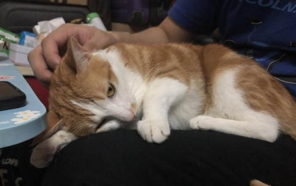 小猫拉稀不吃饭?